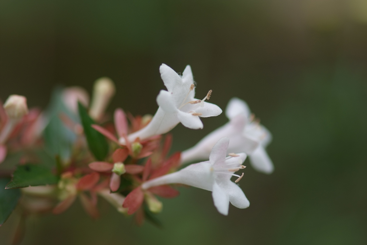 꽃댕강나무 - Mangsan Abelia, Abelia mosanensis T.H.Chung