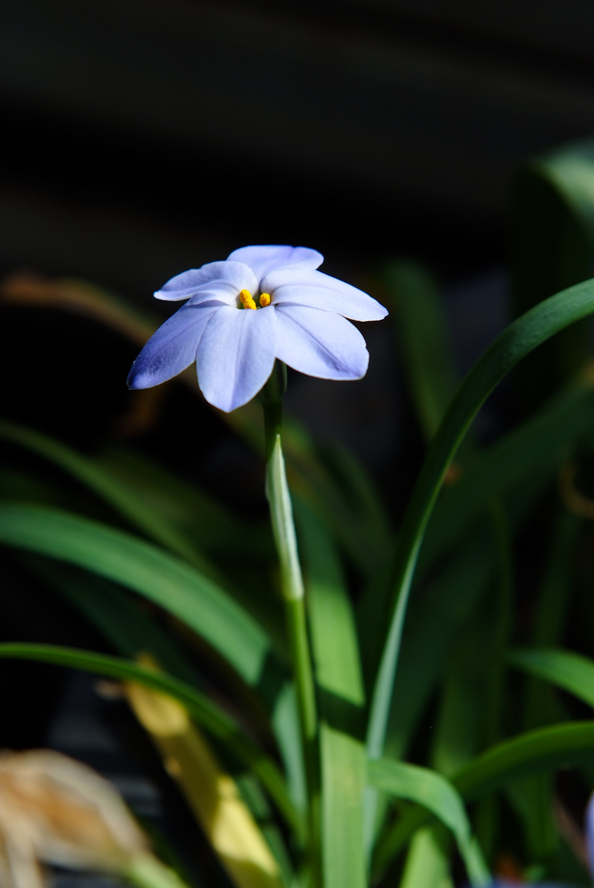 향기별꽃 - starflower, spring starflower, Ipheion uniflorum