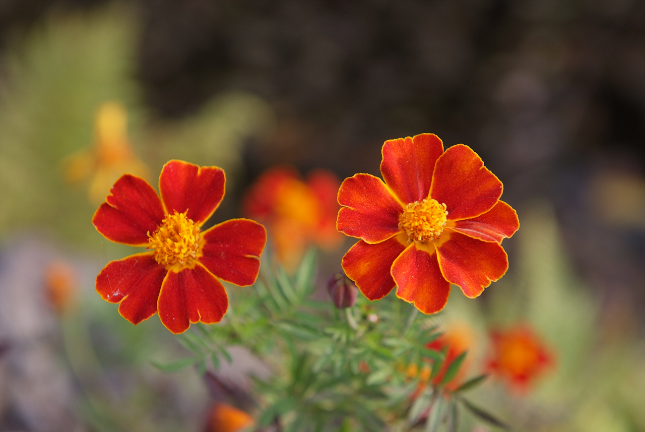 메리골드 - Marigolds, Tagetes spp.
