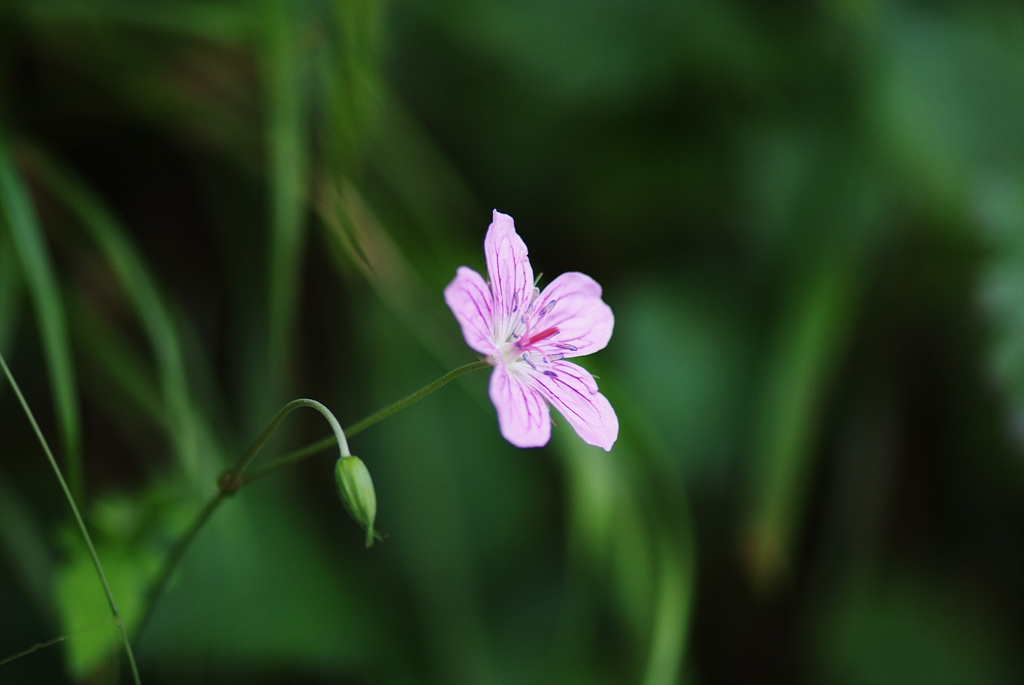 이질풀 - Geranium thunbergii Siebold & Zucc.
