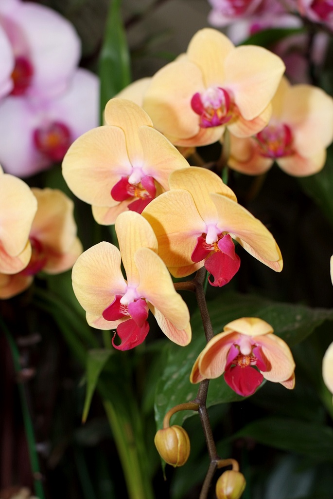 호접란 - Moth orchids, phalaenopsis