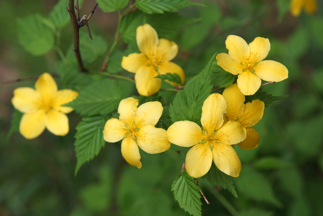 황매화 - Japanese Kerria, Kerria, Kerria japonica