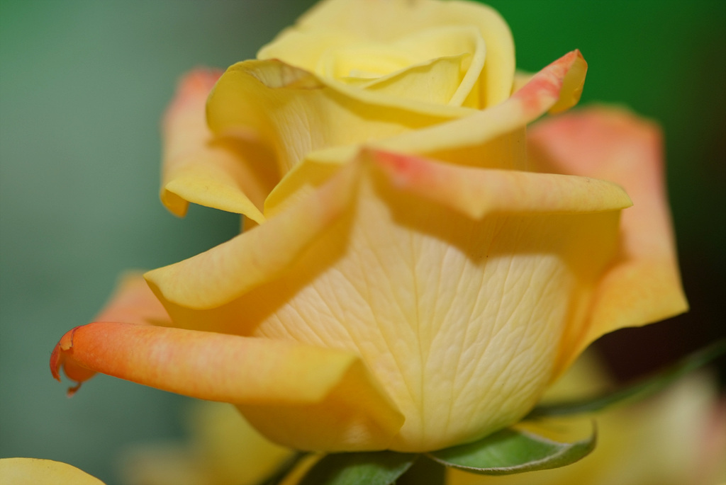 장미 - Rose, Rosa hybrida