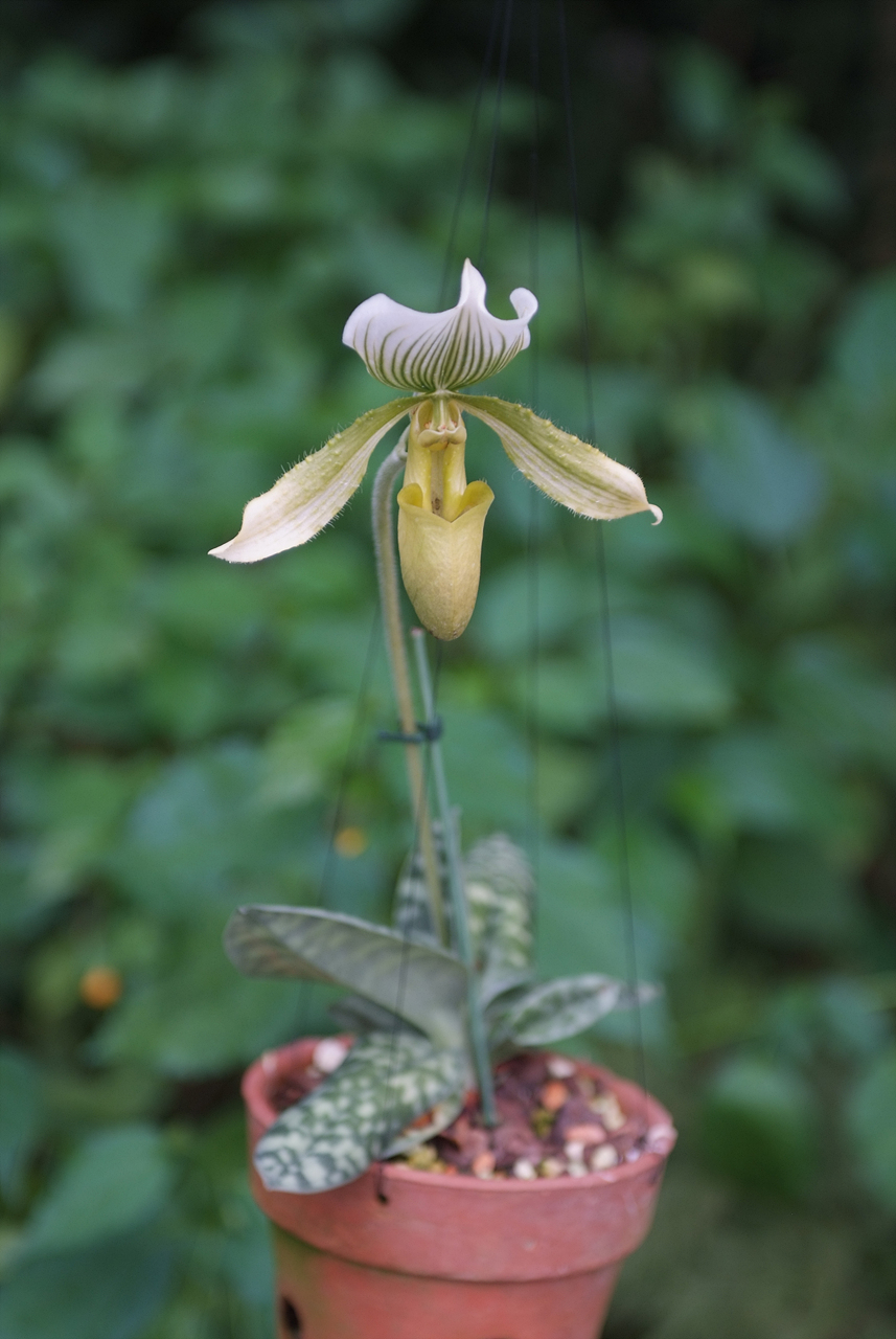 파피오페딜럼 - Papihopedilum pinochio, Paphiopedilum hybrids