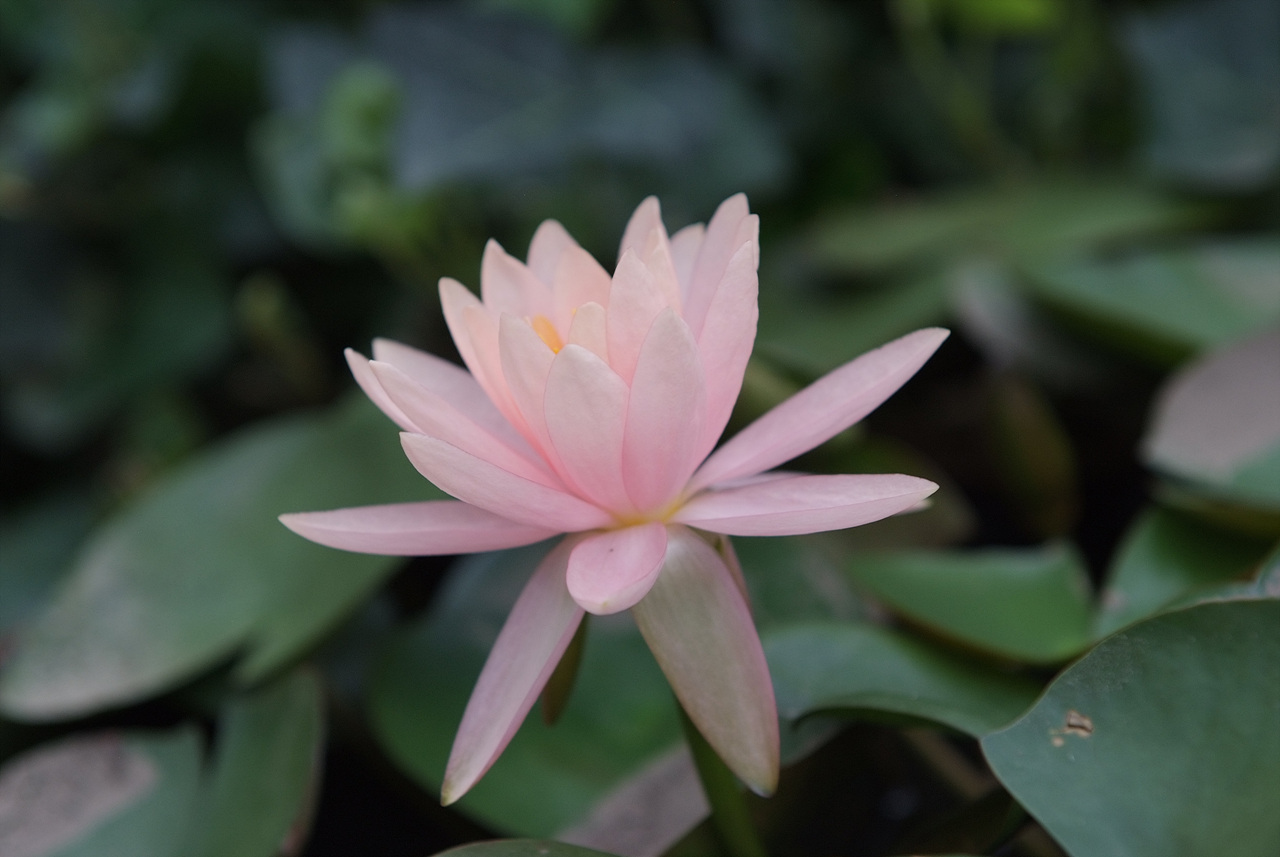 수련 - Nymphaea tetragona var. angusta