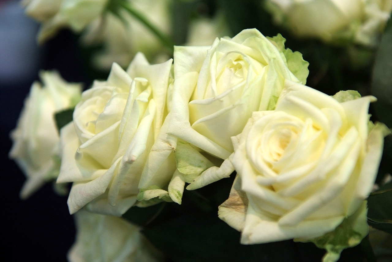 장미 - Rose, Rosa hybrida