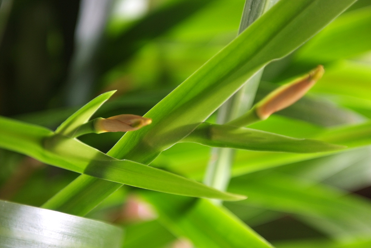 엽란 - Aspidistra elatior Blume