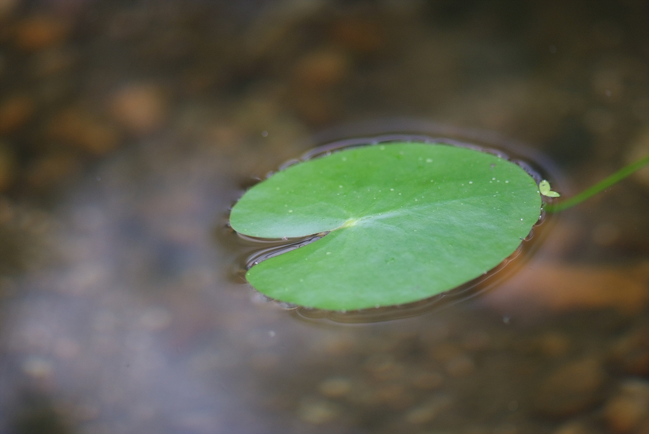 수련 - Nymphaea tetragona var. angusta