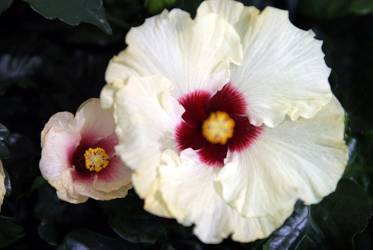하와이무궁화 - hawaiian hibiscus, Hibiscus rosa-sinesis L.