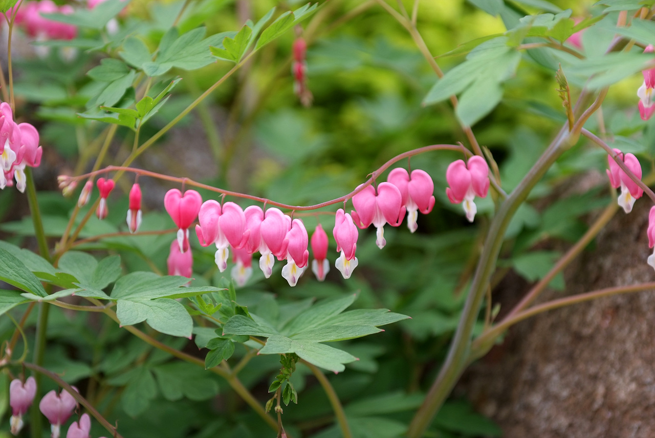금낭화 - Dicentra spectabilis