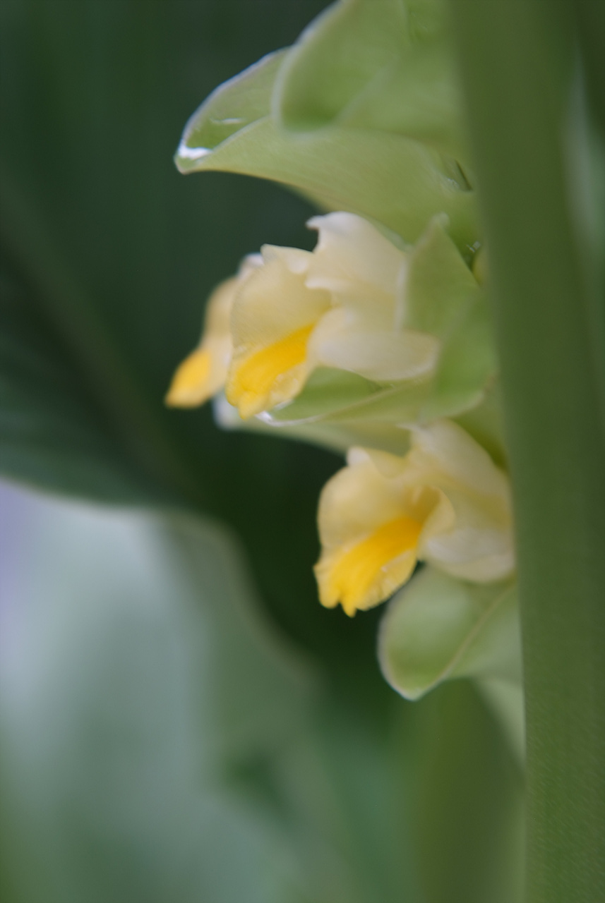 울금 - Curcuma aromatica Salisb