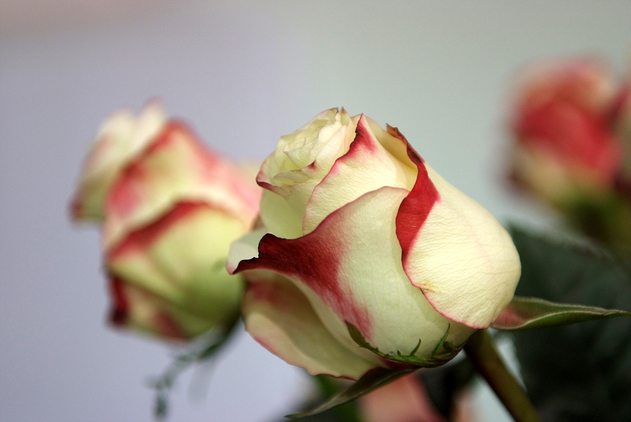 장미 - Rose, Rosa hybrida