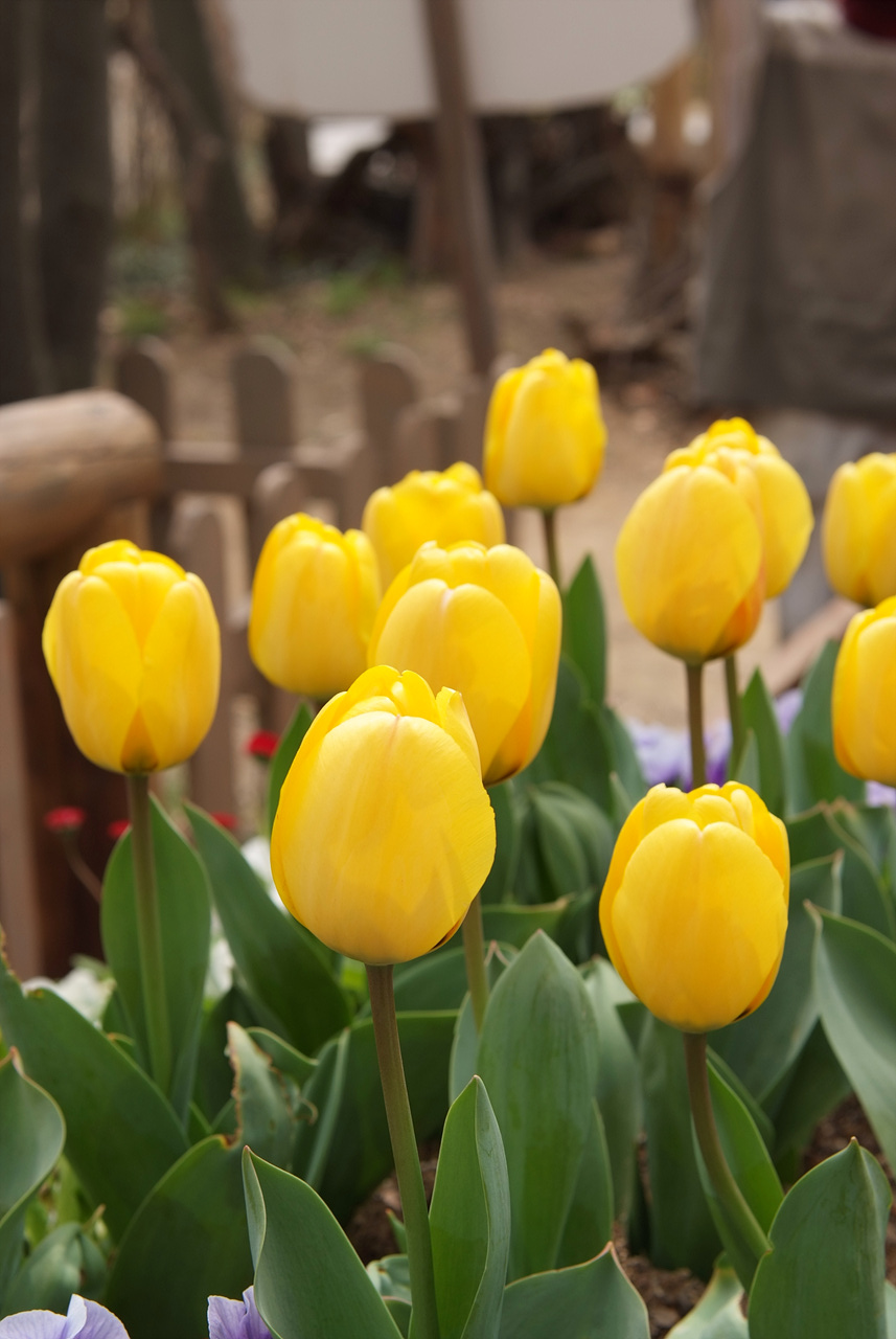 튤립 - Tulip, Tulipa gesneriana