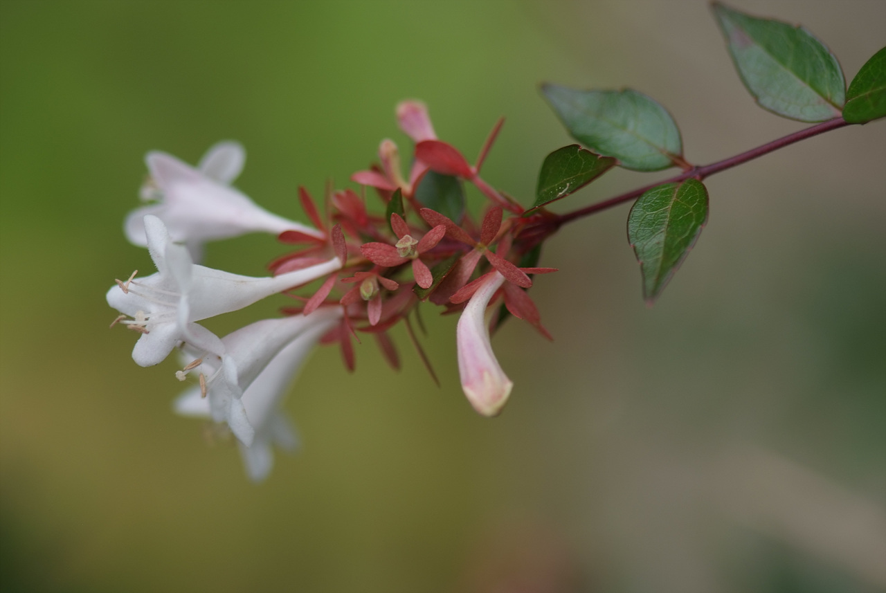 꽃댕강나무 - Mangsan Abelia, Abelia mosanensis T.H.Chung