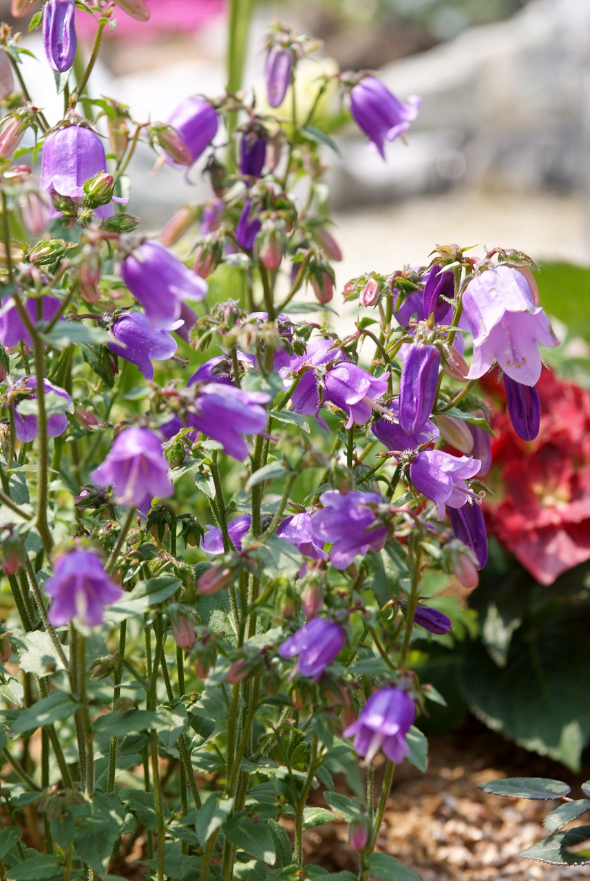 캄파눌라 - Canterbury bells, Campanula poscharskyana