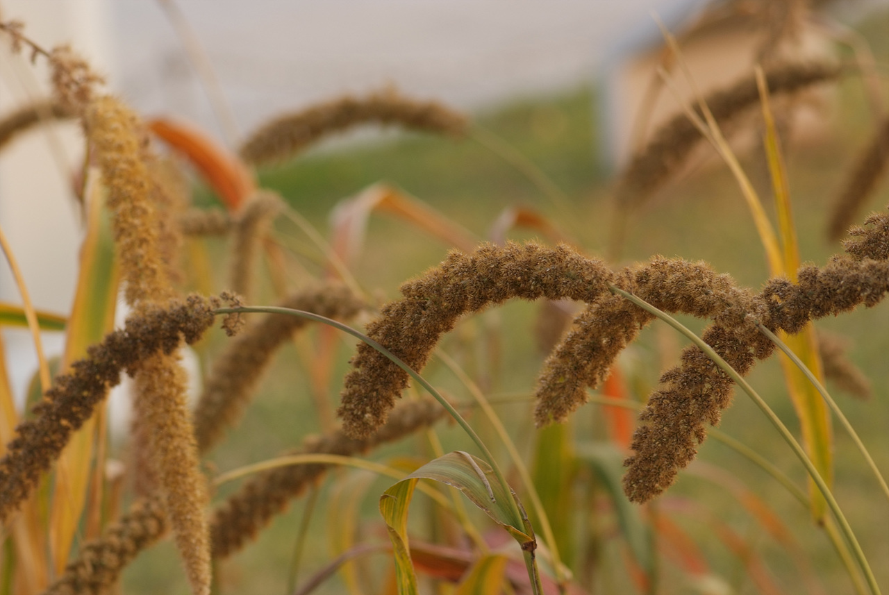 조 - Setaria italica (L.) P.Beauv.