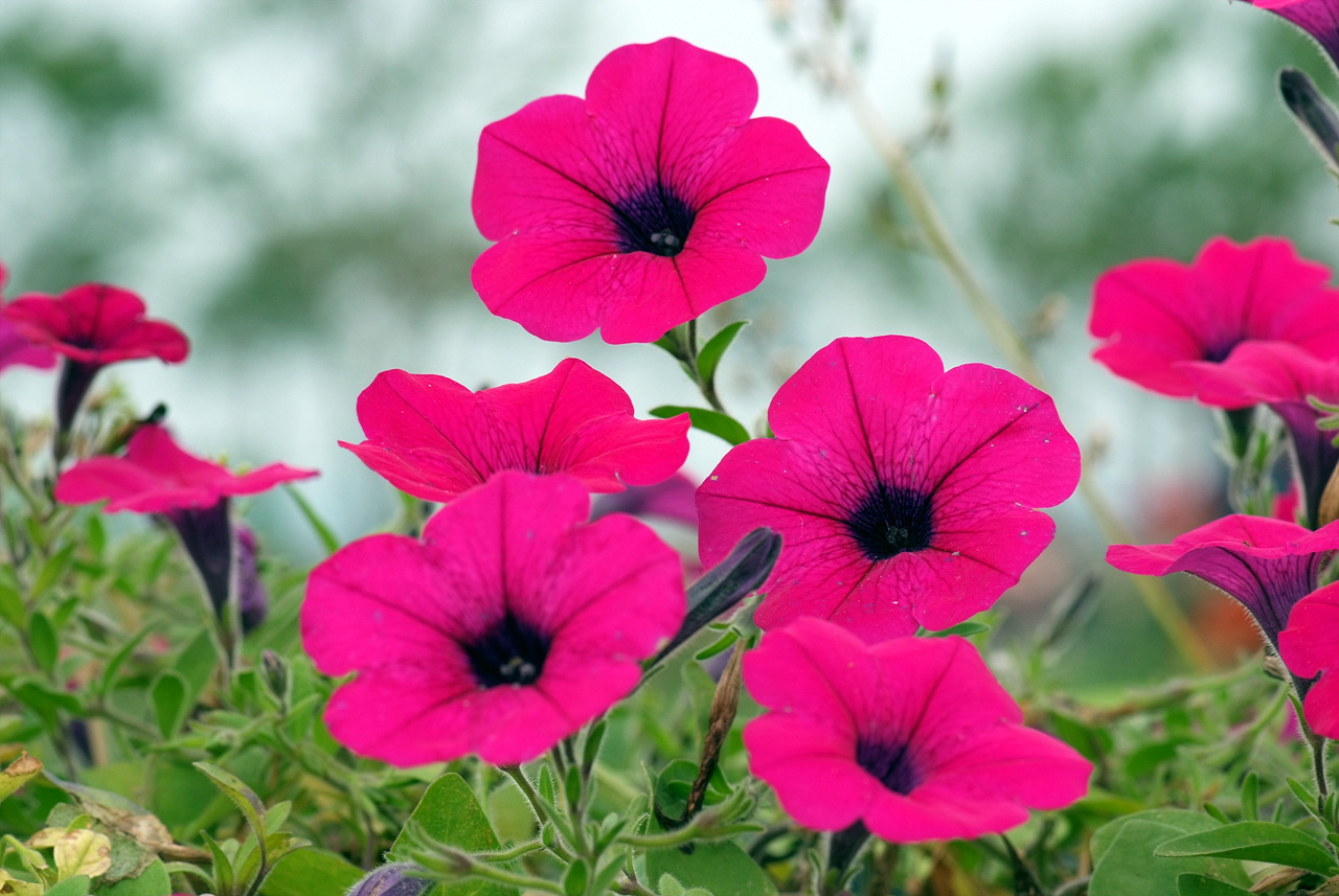 페튜니아 - Common Garden Petunia, Petunia hybrida