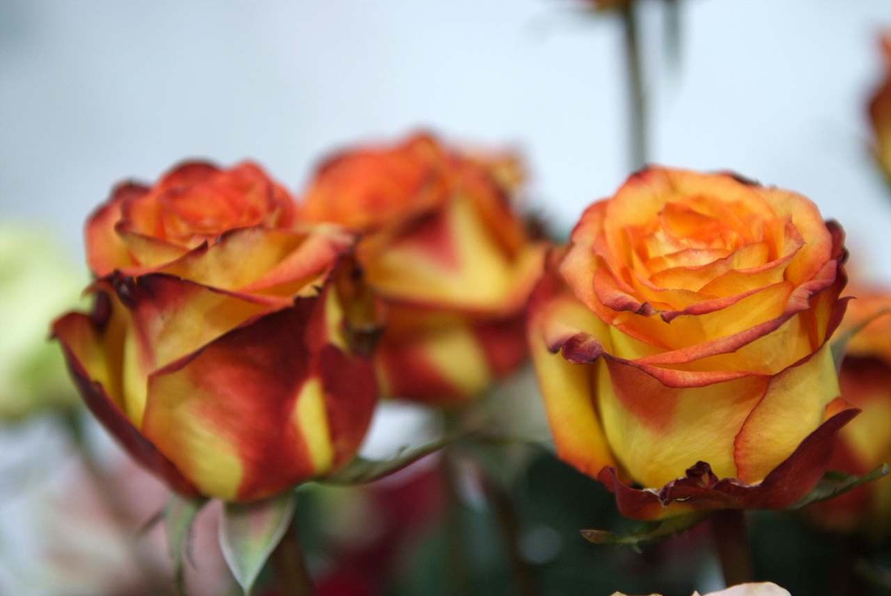 장미 - Rose, Rosa hybrida