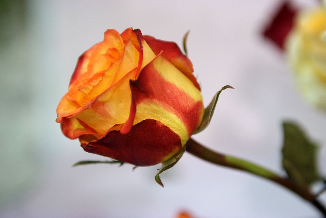 장미 - Rose, Rosa hybrida