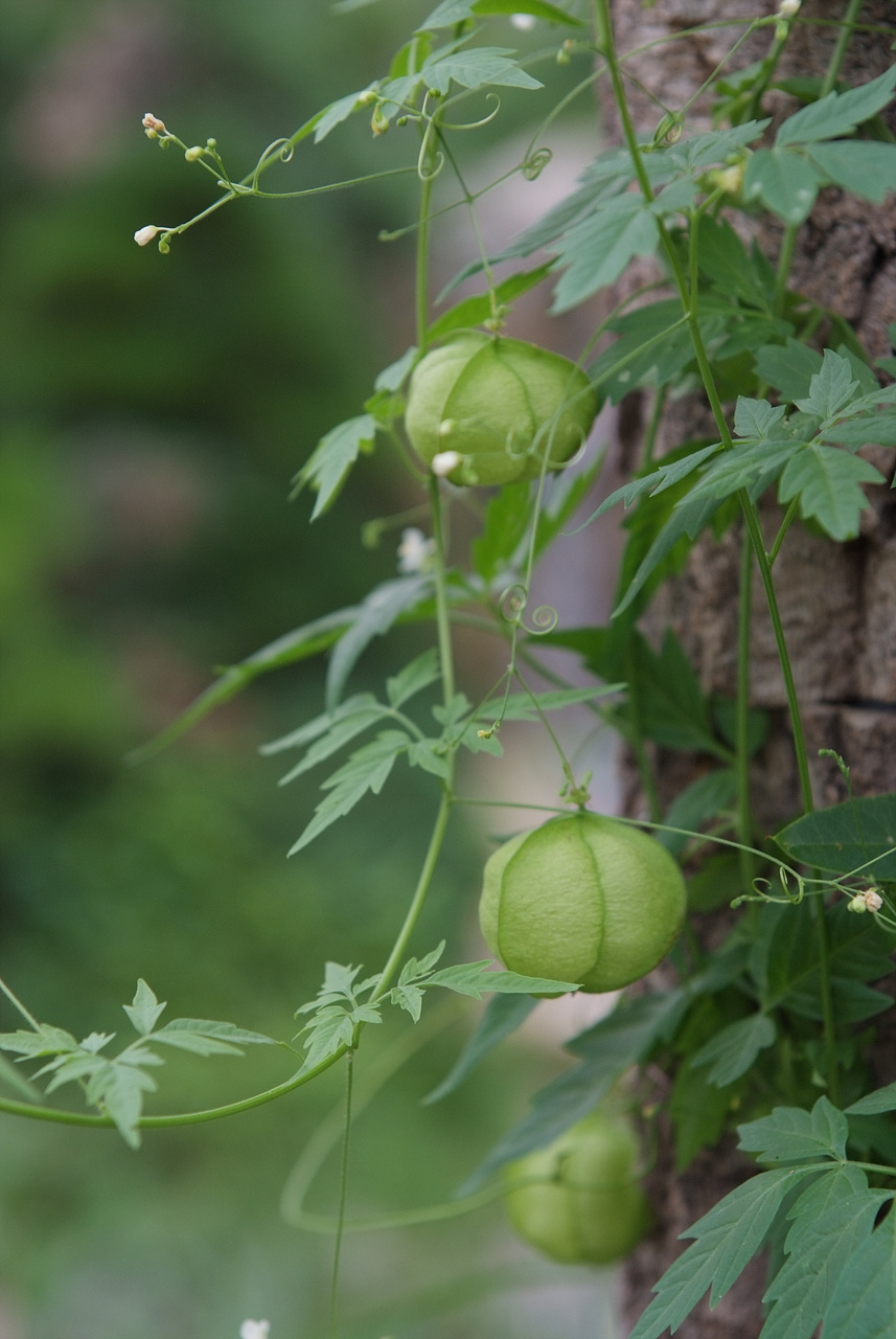 풍선덩굴 - Balloon vine, Cardiospermum halicacabum L.