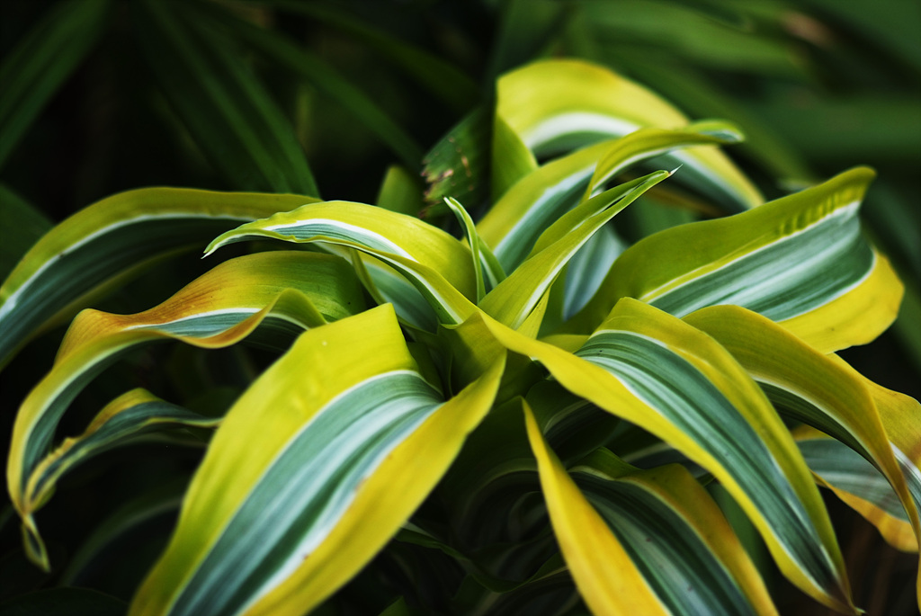 아나나스 - Ananas spp.