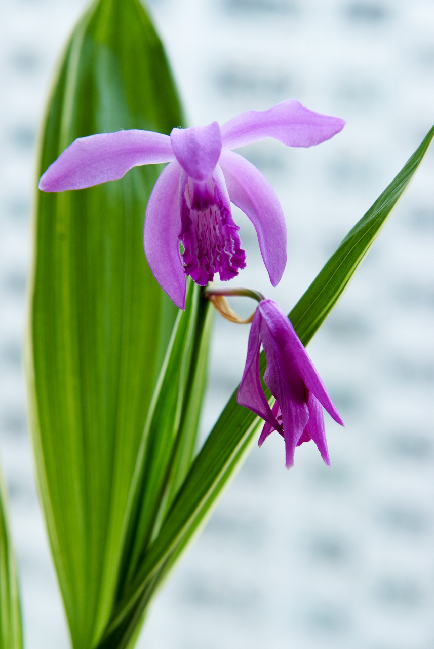 자란 - Bletilla striata (Thunb. ex Murray) Rchb.f.