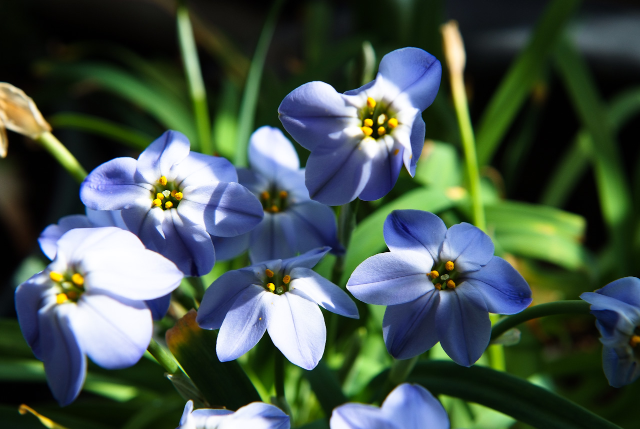 향기별꽃 - starflower, spring starflower, Ipheion uniflorum