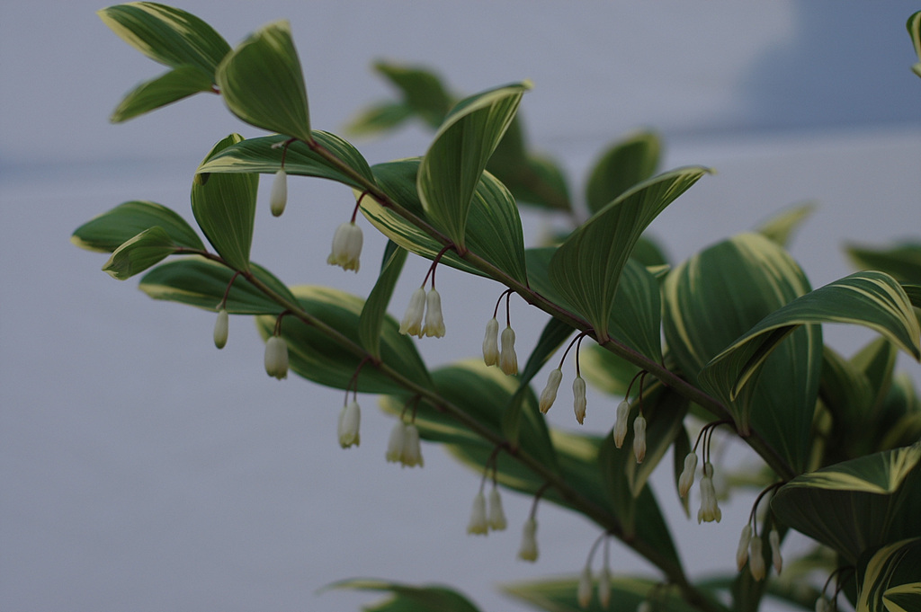 둥굴레 - ㅋㅋ, Polygonatum odoratum var.pluriflorum