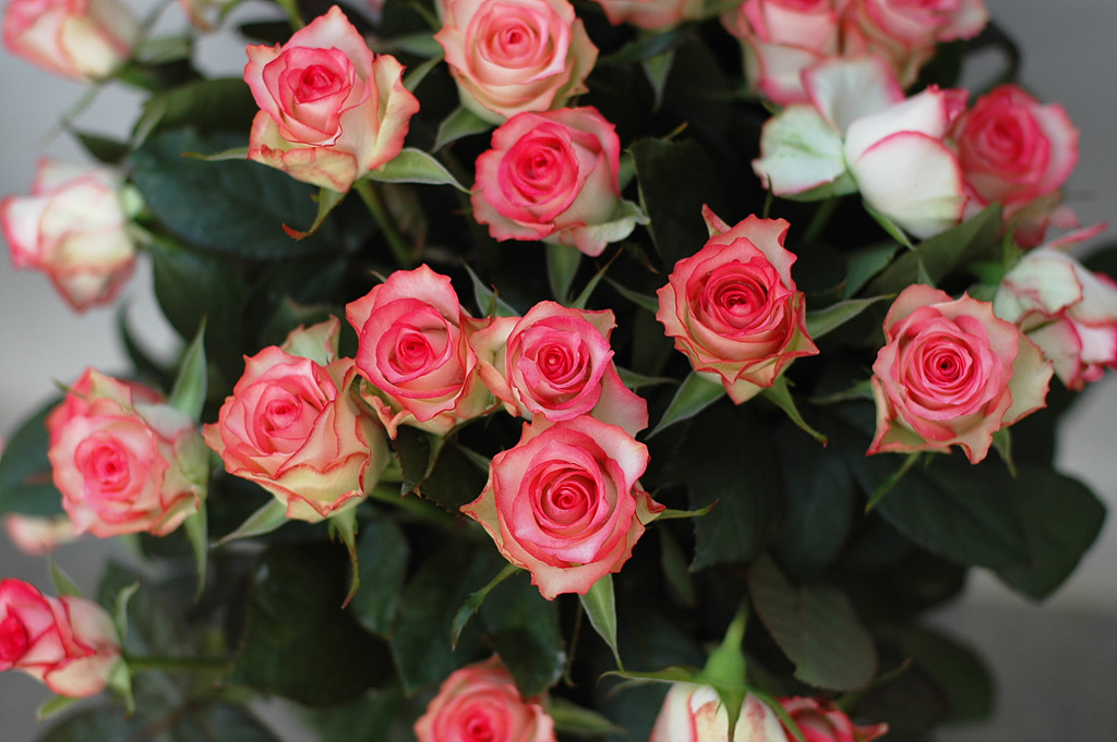 장미 - Rose, Rosa hybrida