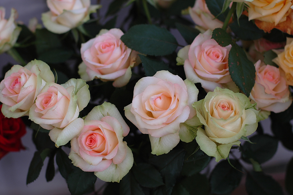 장미 - Rose, Rosa hybrida