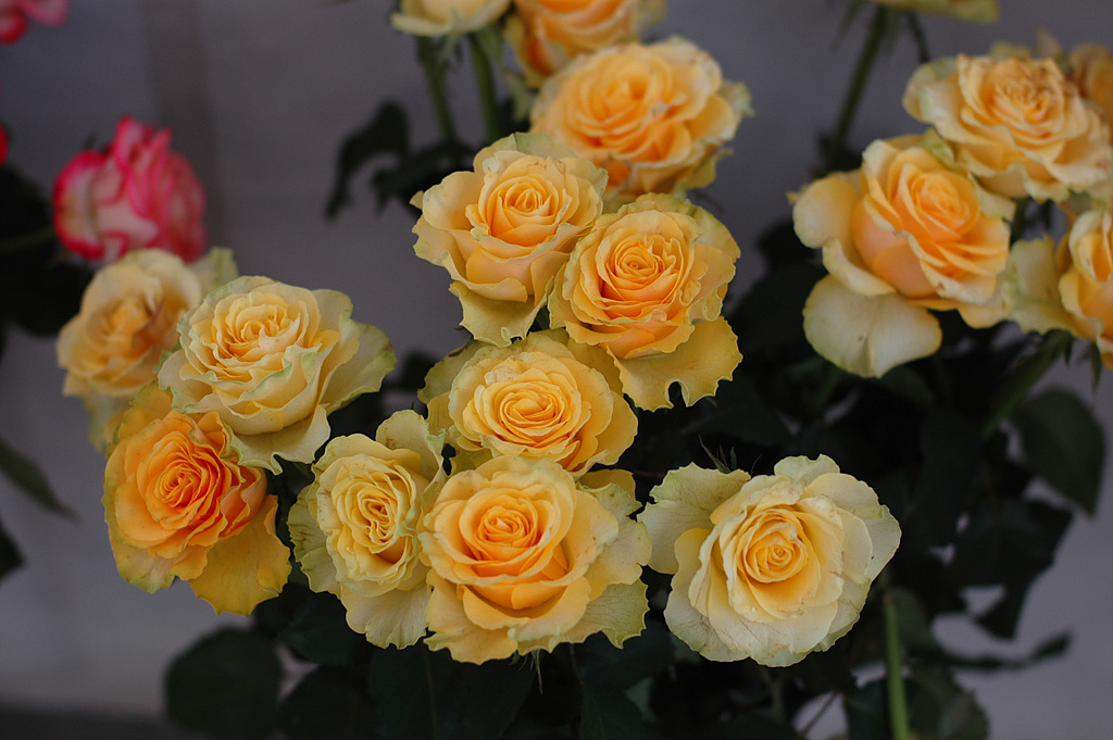 장미 - Rose, Rosa hybrida