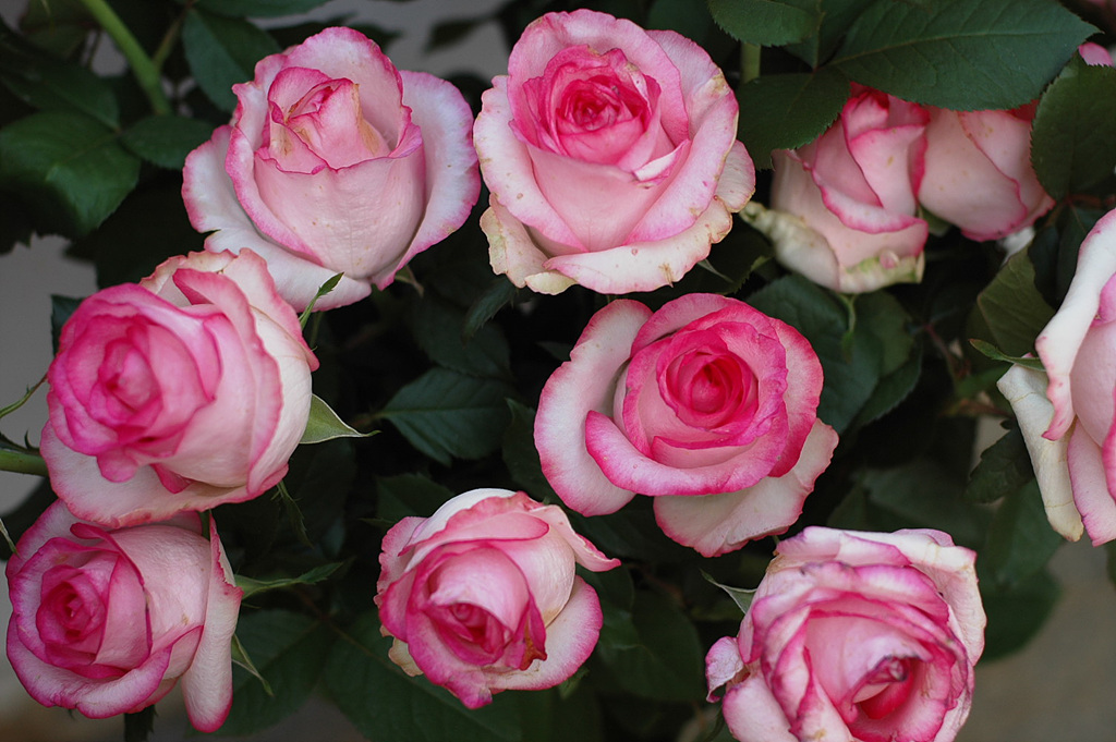 장미 - Rose, Rosa hybrida