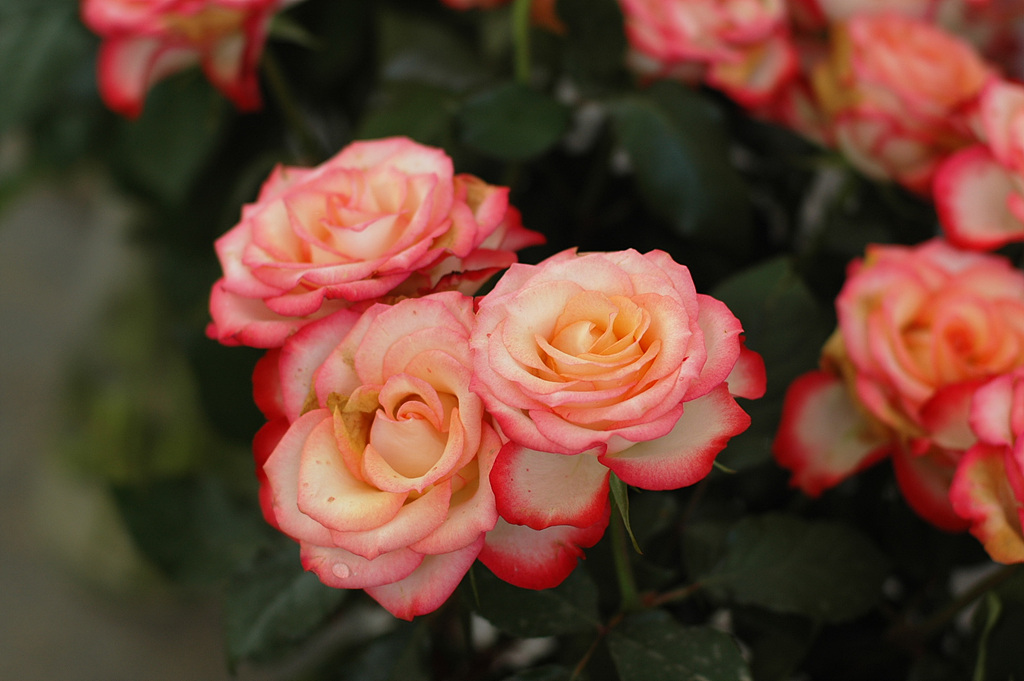 장미 - Rose, Rosa hybrida