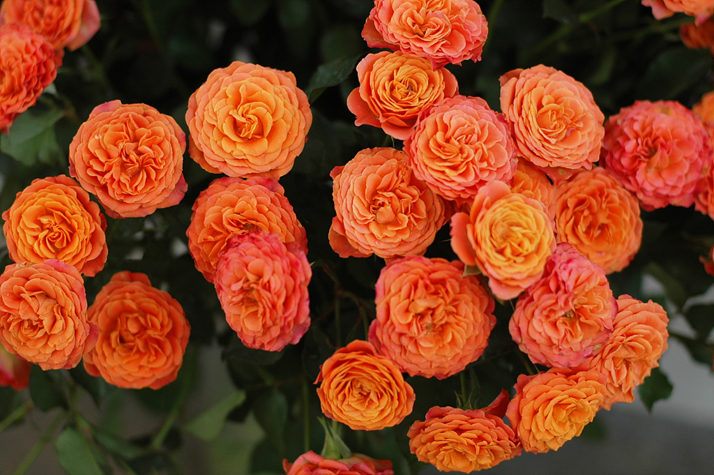 장미 - Rose, Rosa hybrida