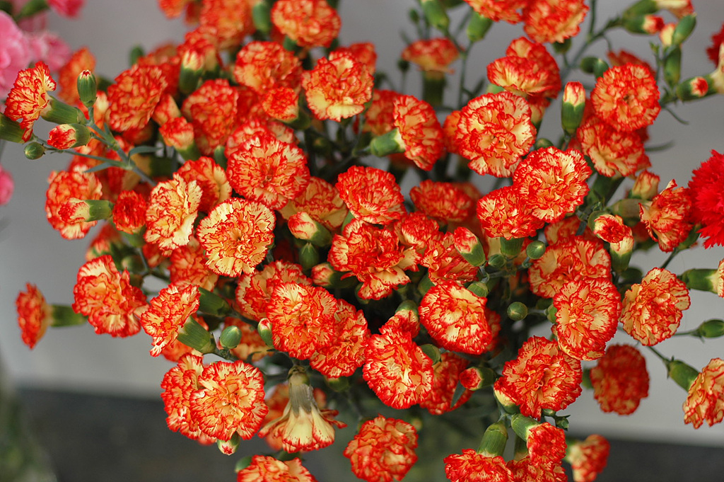 카네이션 - Bernard, Dianthus caryophyllus L.