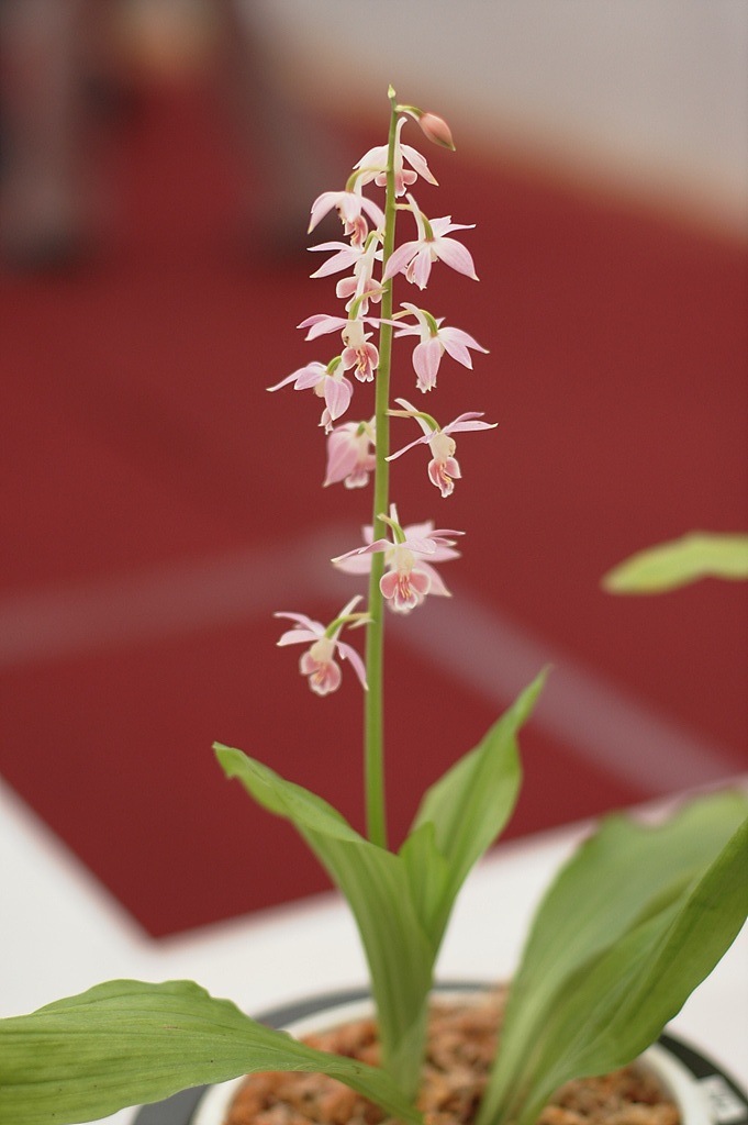 새우난초 - Calanthe discolor Lindl.