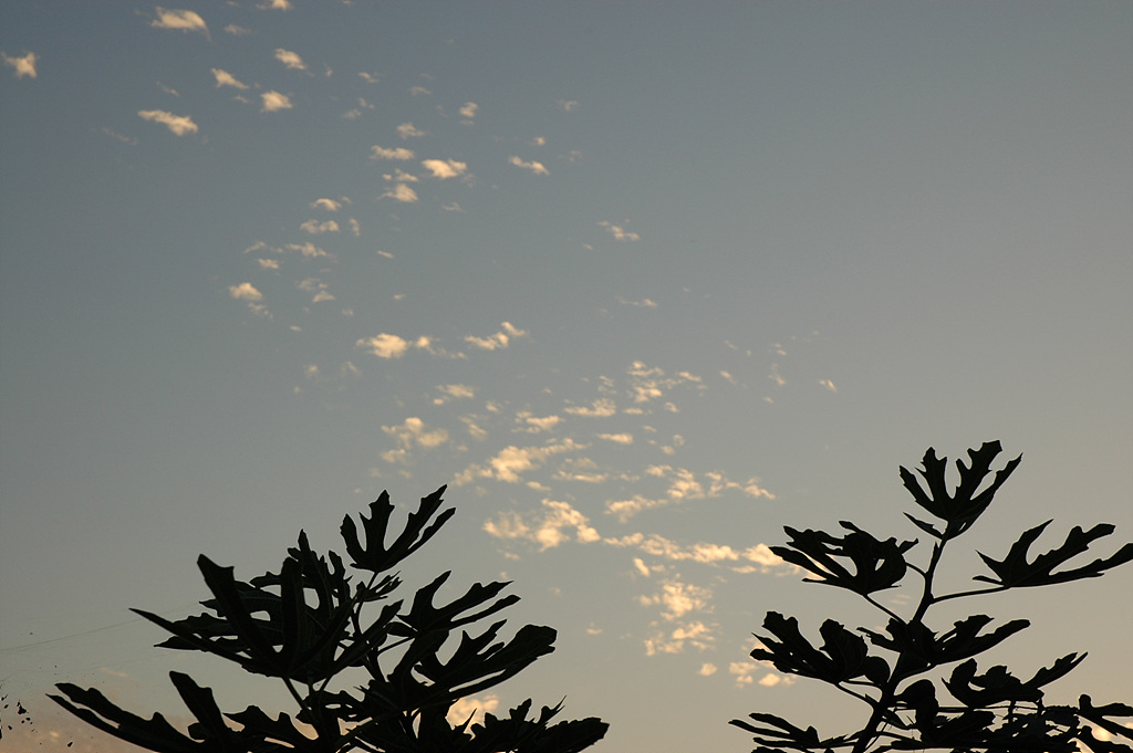 무화과나무 - Fig, Ficus carica L.