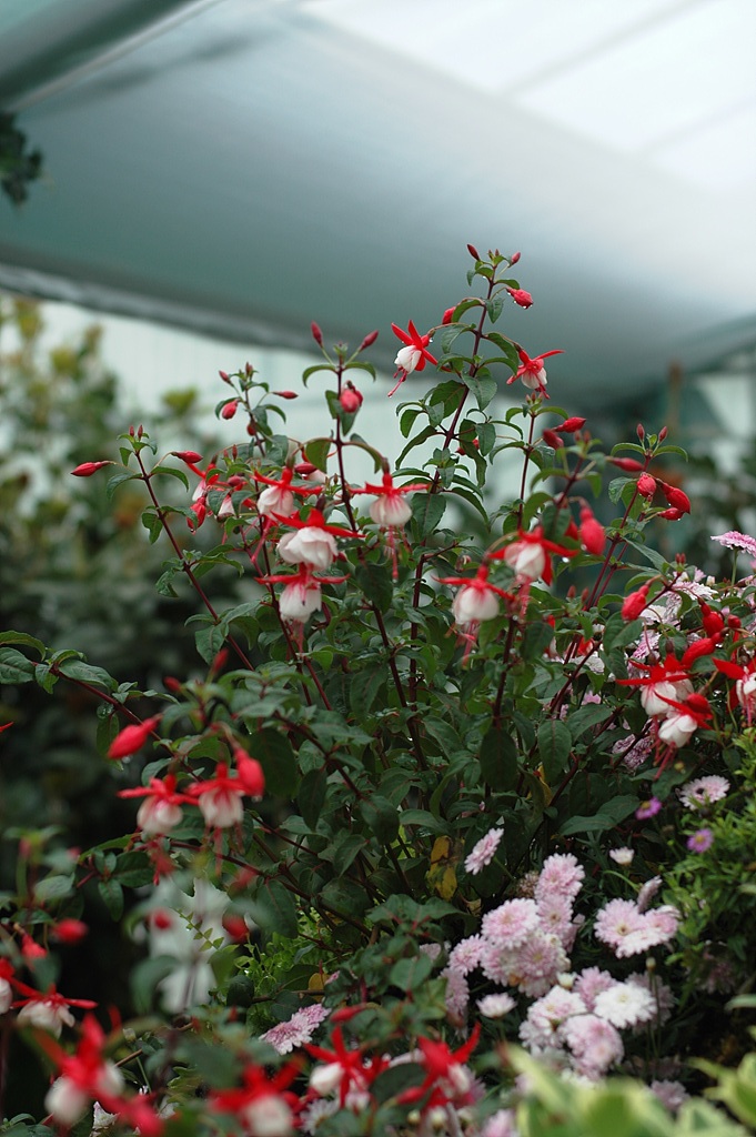 후쿠시아 - Common garden fuchsia, Fuchsia spp.