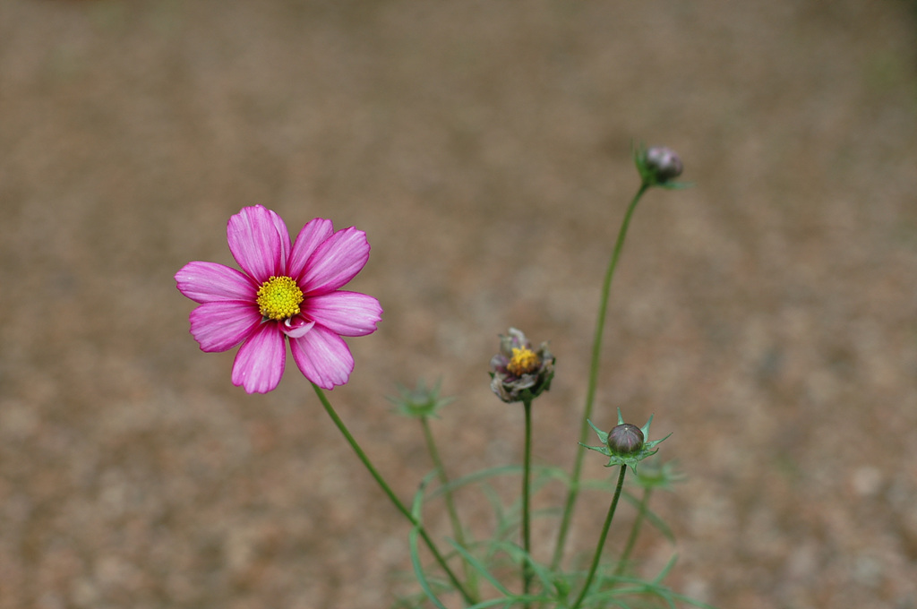코스모스 - Browallia speciosa, Cosmos bipinnatus