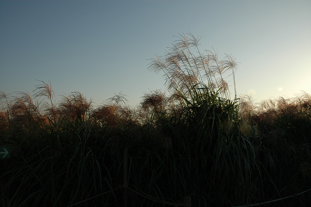 억새 - peder, Miscanthus sinensis var. purpurascens (Andersson) Rendle