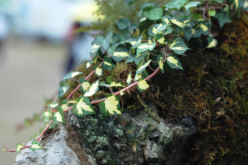 아이비 - Ivy, Common Ivy
