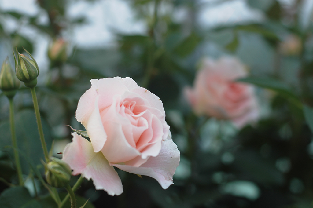 장미 - Rose, Rosa hybrida