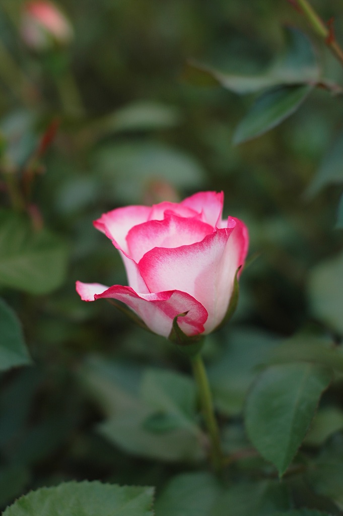 장미 - Rose, Rosa hybrida