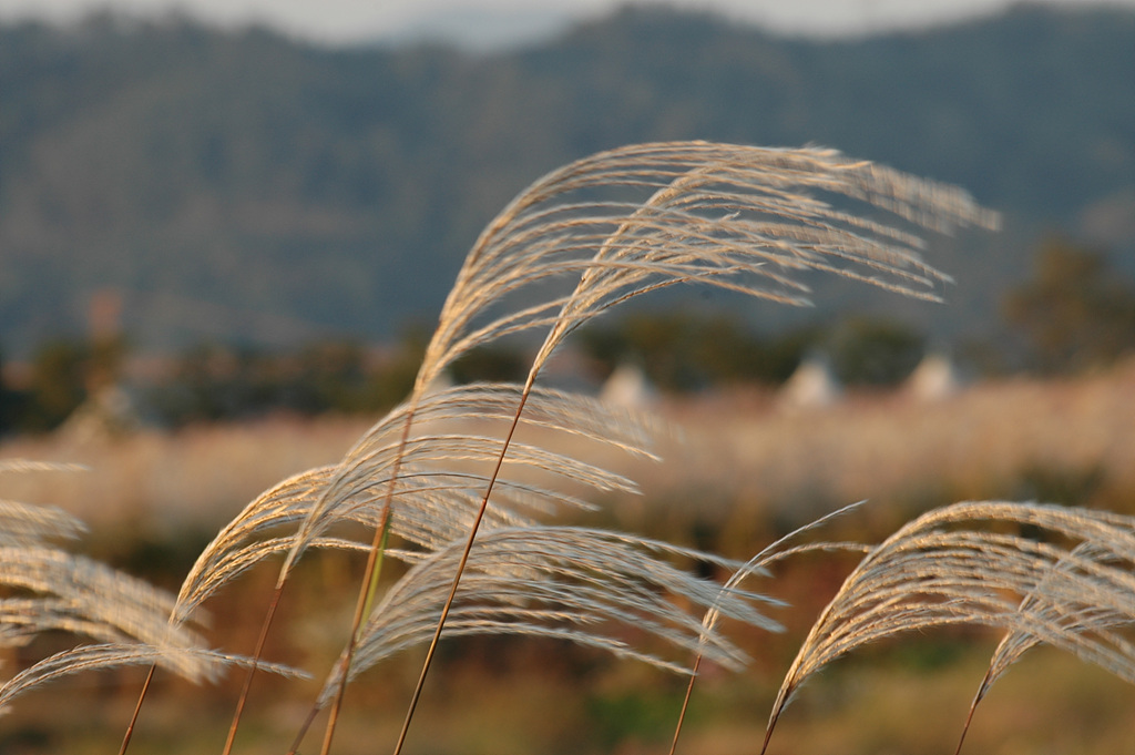 억새 - peder, Miscanthus sinensis var. purpurascens (Andersson) Rendle