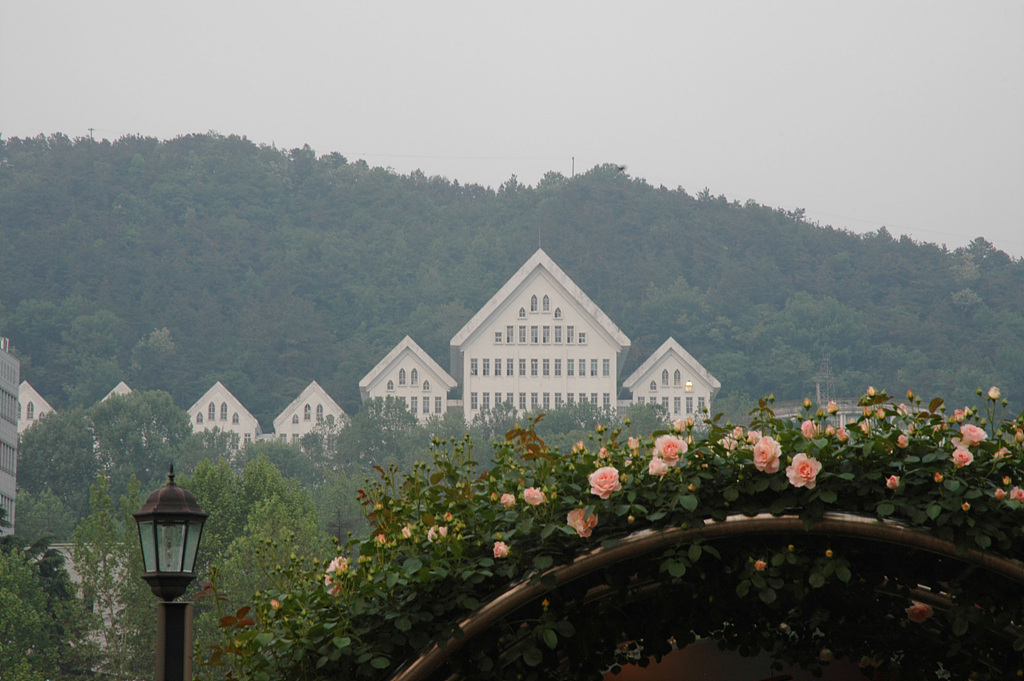 장미 - Rose, Rosa hybrida