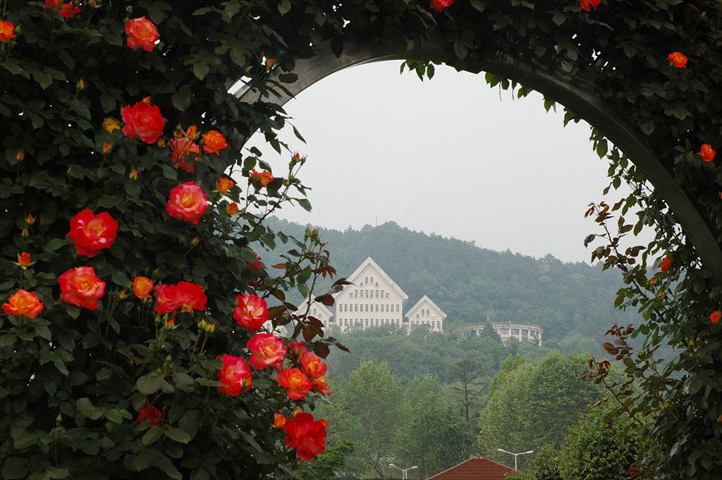 장미 - Rose, Rosa hybrida