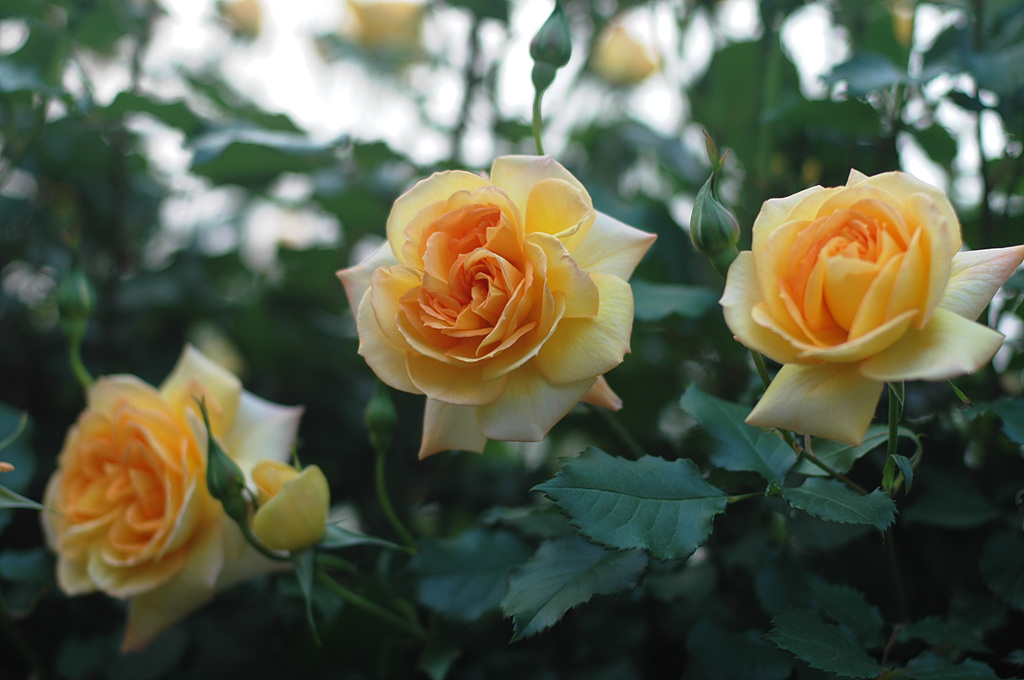 장미 - Rose, Rosa hybrida