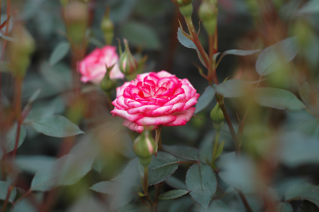 장미 - Rose, Rosa hybrida
