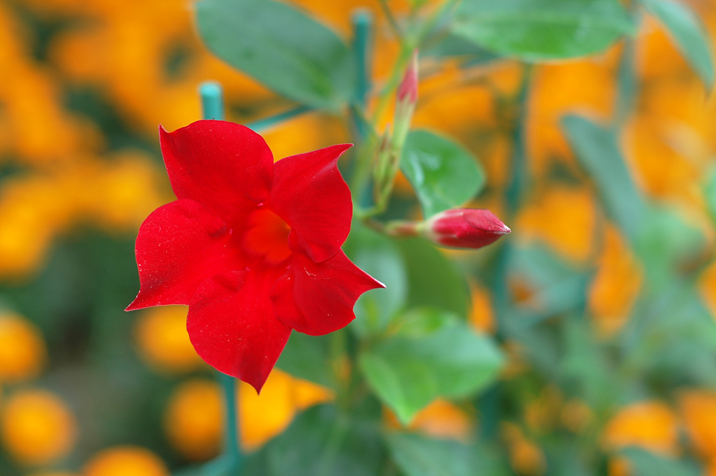만데빌라 - Rose Dipladenia, Brazilian jasmine, Mandevilla sanderi (Hemsl.) Woodson