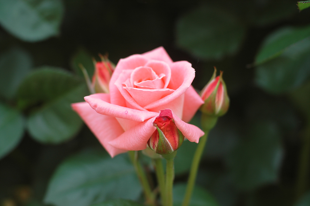 장미 - Rose, Rosa hybrida